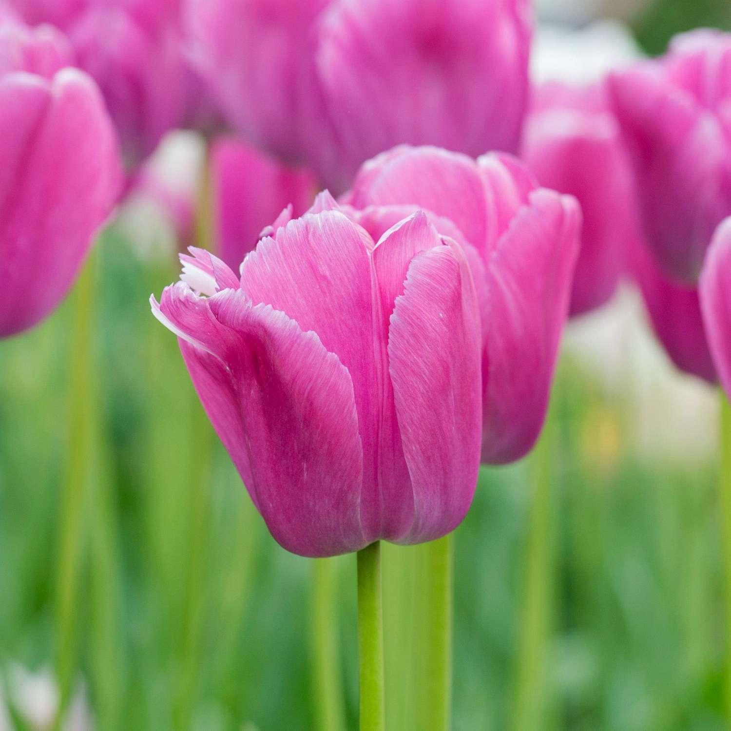 Tulipe 'Purple Pride'